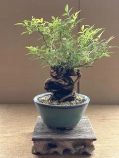 Ysh_sugawara69様 リクエスト 2点 まとめ商品