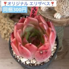 19 多肉植物 アエオニウム アドニス サンデルシー 抜き苗 - メルカリ