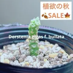 k*9様 ドルステニア ギガス ブラータ k*9様 ドルステニア ギガス ブラータ