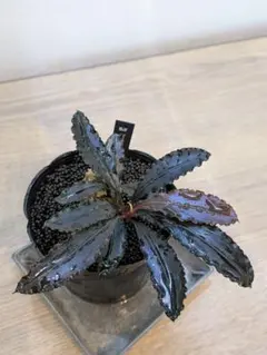 陰性水草の王様的存在Bucephalandra motleyana Miri産 遂に手を出してしまった、陰性水草の王様的存在。ブセファランドラSP