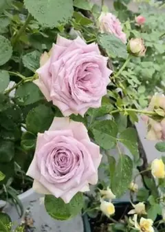 2026年最新】切花品種 バラ 苗の人気アイテム - メルカリ