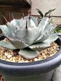 2025年最新】アガベ パリー トランカータの人気アイテム - メルカリ