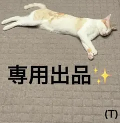 専用出品