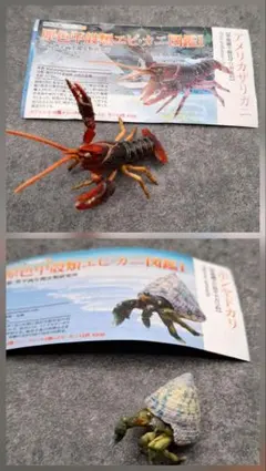 原色甲殻類エビ・カニ図鑑Ⅰ 　アメリカザリガニ ホンヤドカリ