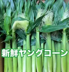 120サイズ 茨城県産 ヤングコーン ベビーコーン【200本】 順次発送