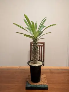 パキポディウム アンボンゲンセ 大株 pachypodium 塊根植物