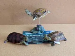 立体カプセル百科事典 原色爬虫類かめ目図鑑のサムネイル