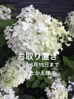 山野草 妖精の舞 シラネアオイ 15B - メルカリ