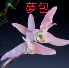 よもぎもち様 リクエスト 2点 まとめ商品