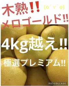 2026年最新】オロブロンコの人気アイテム - メルカリ