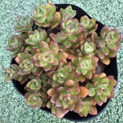 ルテオヴィリデ抜き苗のサムネイル