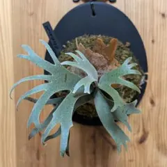 ビカクシダ P. Veitchii wild Australia - メルカリ