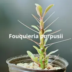 2026年最新】プルプシーの人気アイテム - メルカリ