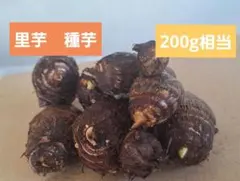 里芋　さといも　サトイモ　種芋　200g相当(容器込み)　 家庭菜園