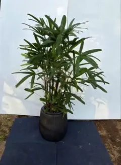 観葉植物 カンノンチク 白鉢入り10号鉢 - メルカリ