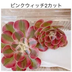2026年最新】観葉植物 アエオニウムの人気アイテム - メルカリ
