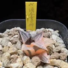 2026年最新】ハオルチア ハオルチア 酒呑童子の人気アイテム - メルカリ