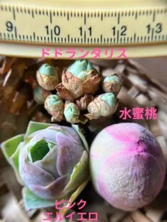 1セット限定　現物　多肉植物　グリーノビア　3点セットのサムネイル
