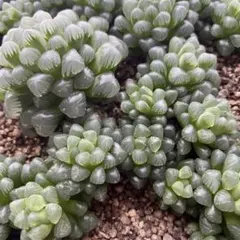 多肉植物 ハオルチア オブツーサ トゥルンカータ 抜き苗2つのサムネイル