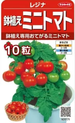【種子】レジナ 鉢植え赤いミニトマト 10粒＋レタスMIX&小松菜の種子おまけ付のサムネイル