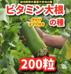 専用★ビタミン大根の種【200粒】➕他1点⭕️複数ご購入で300円が250円に‼️