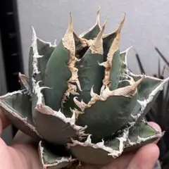 特価】アガベ チタノタ 貔貅 極上特大株 - メルカリ