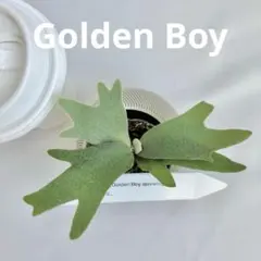 zofu様 リクエスト 2点 まとめ商品