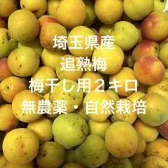 埼玉県産　梅酒・梅干し用　追熟梅　黄色い梅　２キロ　無農薬・自然栽培のサムネイル