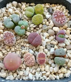 現物 多肉植物 リトープス 三面体 おばけ 抜き苗 3点セット - メルカリ
