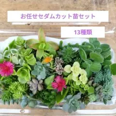 チャンミン様 リクエスト 2点 まとめ商品