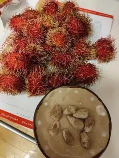 初心者もOK! 珍しいランブータンの種5個 1月12日に収穫　保存期間は約1年!