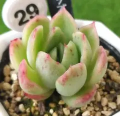 フルーツタルト様 リクエスト 4点 まとめ商品