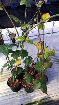 ブラックベリー苗　4ポット約40cm～(トリプルクラウン)(1〜２本植え)