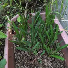 ケン&リキ様 リクエスト 2点 まとめ商品