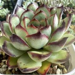 Flawer＊様 リクエスト 2点 まとめ商品