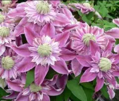 のん様 リクエスト 2点 まとめ商品