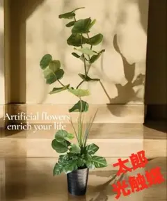 光触媒　人工観葉植物　ウォールグリーン　シーグレープモンステラgのサムネイル