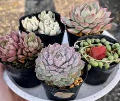 7.多肉植物　多肉セット　寄せ植え　初心者向け　多肉弁当　詰め合わせ