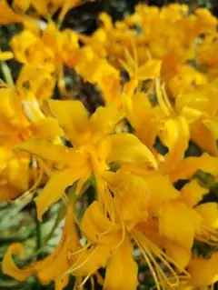 チビタ様 リクエスト 2点 まとめ商品