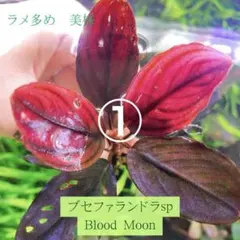 2026年最新】bucephalandra spの人気アイテム - メルカリ
