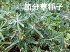 YONESAWA様 リクエスト 3点 まとめ商品