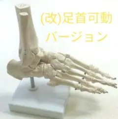 발목 관절 모델 오른발 발목 무버블 버전