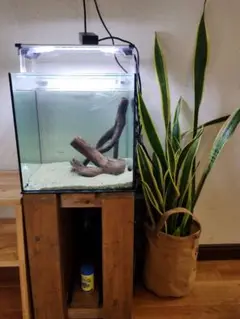30センチキューブ水槽水草育成セット 水草育成向けLED照明に変えた30cmキューブ水草水槽 1週間