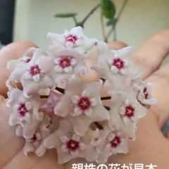 レア 原種 ホヤ ネオエブティカ サクララン 鉢花 吊鉢 インドア