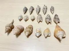 エゾバイ エゾボラ 磯つぶ貝 貝殻 標本 - メルカリ