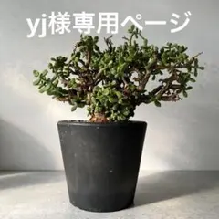 yj様専用ページ