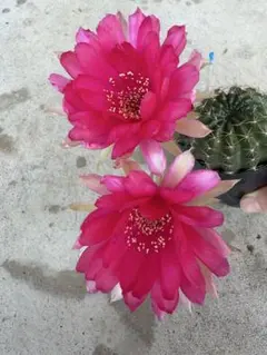 艶鶴丸（エンカクマル) 花サボテン 流通量が少ない カキコ1つ - メルカリ