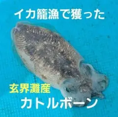 No.44 カトルボーン16枚(15cm)のサムネイル