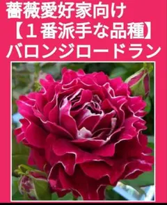 ※出品一覧もご参照　バロンジロードラン　薔薇苗バラ苗挿し木用挿し穂(さし穂)のサムネイル