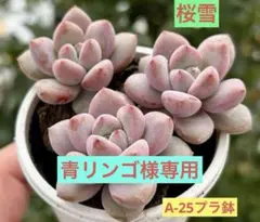 青リンゴ様 リクエスト 2点 まとめ商品